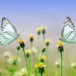 IL MESSAGGIO CELATO NELLA NATURA SECONDO PARACELSO